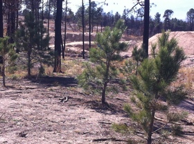 Transplanted ponderosa trees in Black Forest Fire